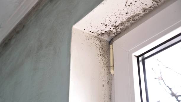 Mold Documentation for Insurance Claims in Galveston, TX