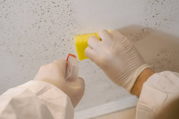 Best Emergency Mold Remediation  in Galveston, TX